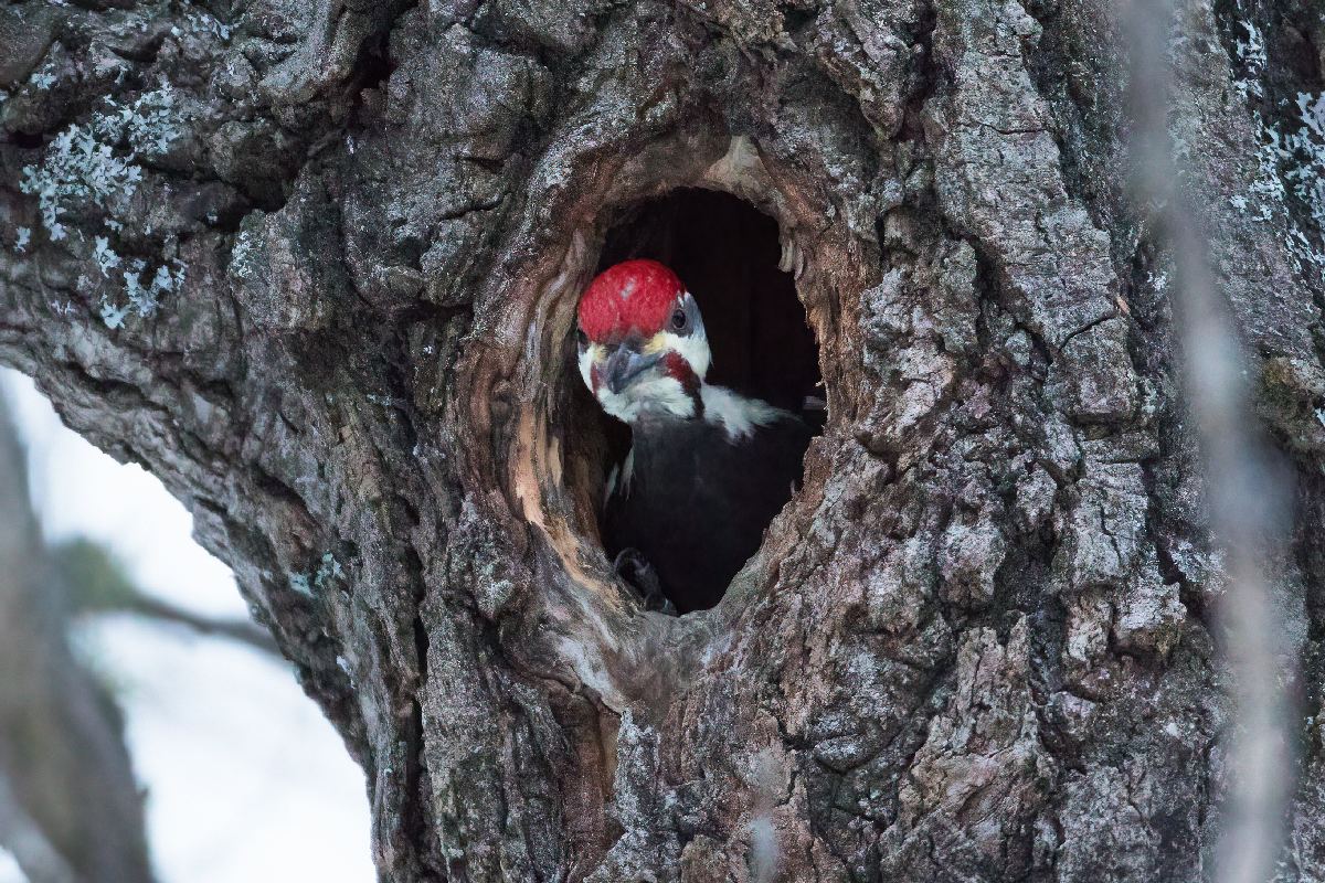 grand-pic-pileated-woodpecker